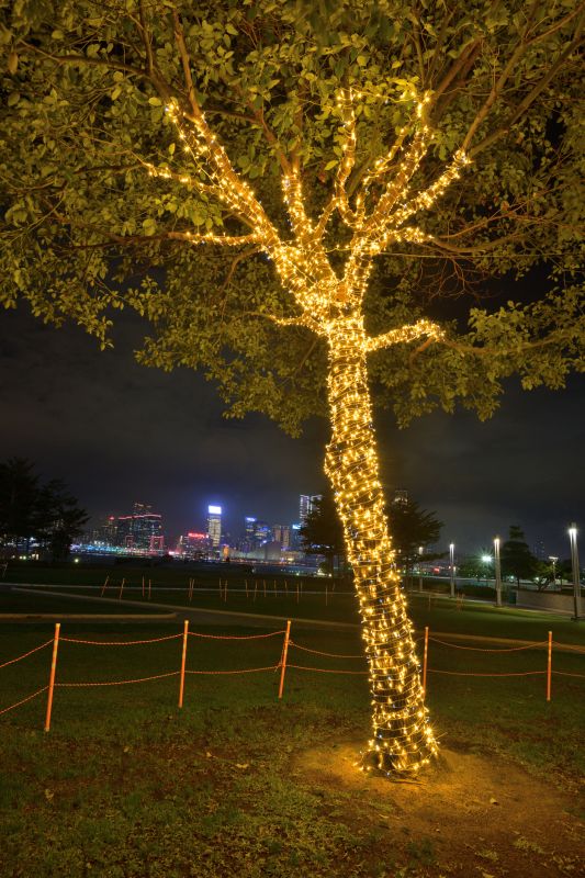 Tree Wraps and Spotlighting